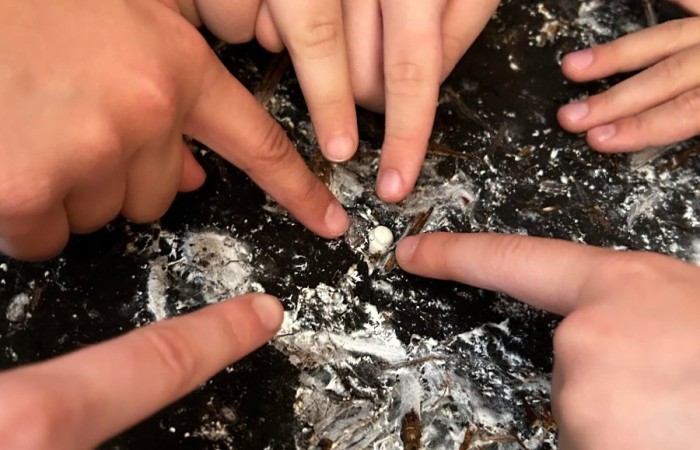 doglądanie pieczarek przez uczniów