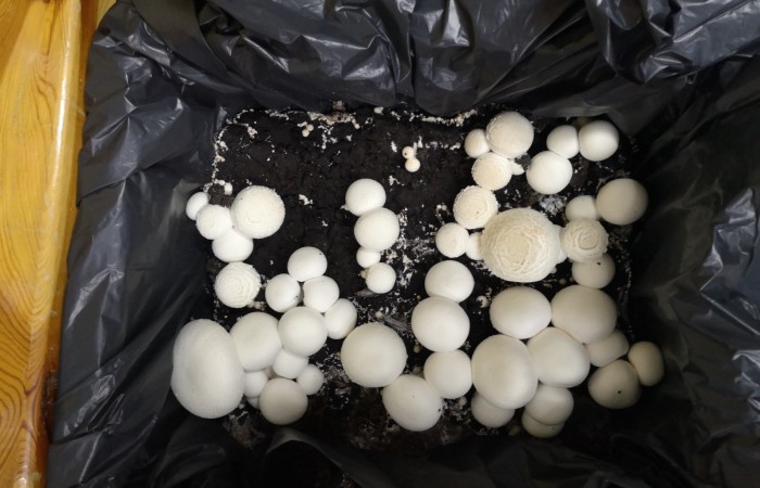 pierwsze zbiory pieczarek