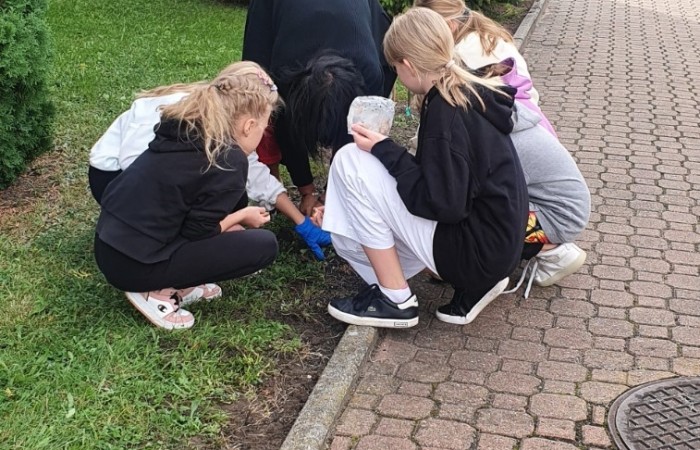 Pani Bobusia pomaga w wykopywaniu dolków
