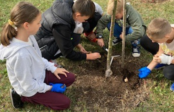 dalszy ciąg wkopywania cebulek