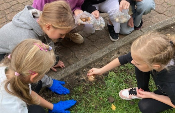 Klasa V b wykopuje dołki na żonkile